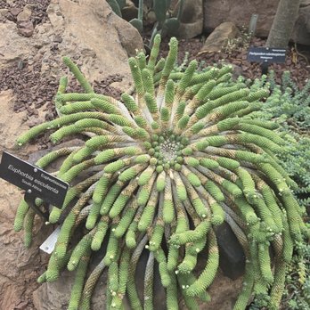 United States Botanic Garden - Cactus - Botanical Gardens Near Me - Washington, DC, District of Columbia United States Botanic Garden - Cactus - Botanical Gardens Near Me - Washington, DC, District of Columbia