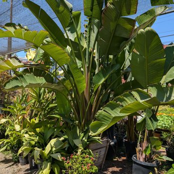 Hashimoto Nursery - Home & Garden Near Me - Los Angeles, California Hashimoto Nursery - Home & Garden Near Me - Los Angeles, California