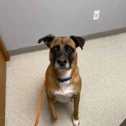 Orion Oaks Animal Hospital - My boy, loving the new vet!