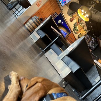 Fire Maker Brewing - My brew dog enjoying the view of the beer being made. - Breweries Near Me - Atlanta, Georgia Fire Maker Brewing - My brew dog enjoying the view of the beer being made. - Breweries Near Me - Atlanta, Georgia