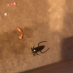 roach