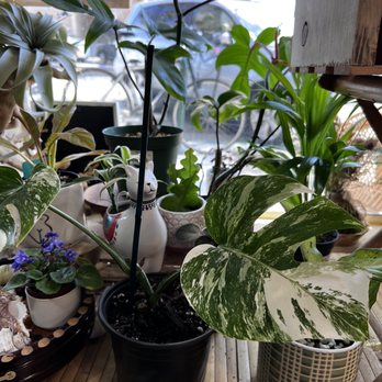 Pamana Plantas - Nurseries & Gardening Near Me - Berkeley, California Pamana Plantas - Nurseries & Gardening Near Me - Berkeley, California
