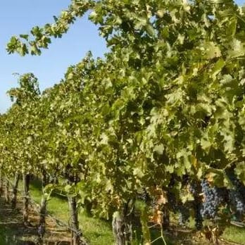 REALTY 360 Wine Country - Real Estate Services Near Me - Lower Lake, California REALTY 360 Wine Country - Real Estate Services Near Me - Lower Lake, California