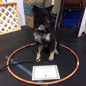 Dogs Days Dog Training - Bronx graduated 1st grade! - Pet Training Near Me - Vancouver, Washington Dogs Days Dog Training - Bronx graduated 1st grade! - Pet Training Near Me - Vancouver, Washington