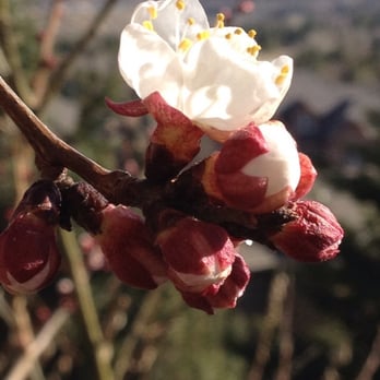 Simply Trees - Apricot blossom - Landscaping Near Me Simply Trees - Apricot blossom - Landscaping Near Me