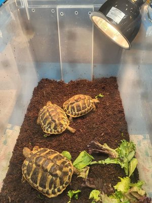 @the Grounds by null