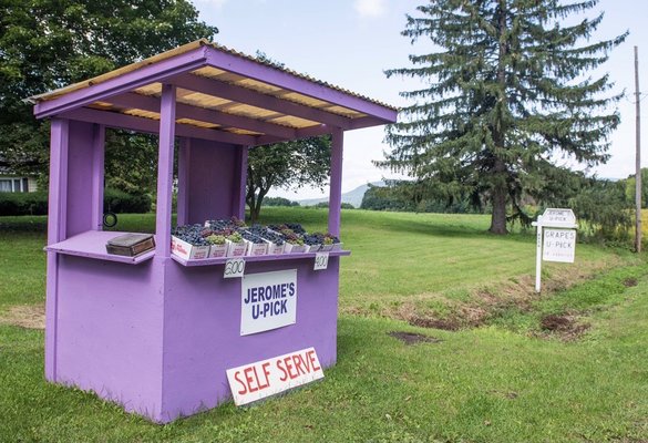 Jerome's U-Pick Fruit Farm by null