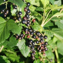 Morning Shade Farm - Black Currants
