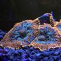 Photo of High Voltage Corals