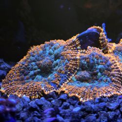 High Voltage Corals