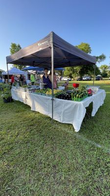 Tallahassee Farmers' Market by null