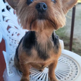 Pets In Style Grooming - Reyna - Pet Groomers Near Me - Palmdale, California Pets In Style Grooming - Reyna - Pet Groomers Near Me - Palmdale, California