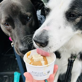 The Salt Box - Two happy "customers" with their pup cup $4 - Desserts Near Me - Doylestown, Pennsylvania
