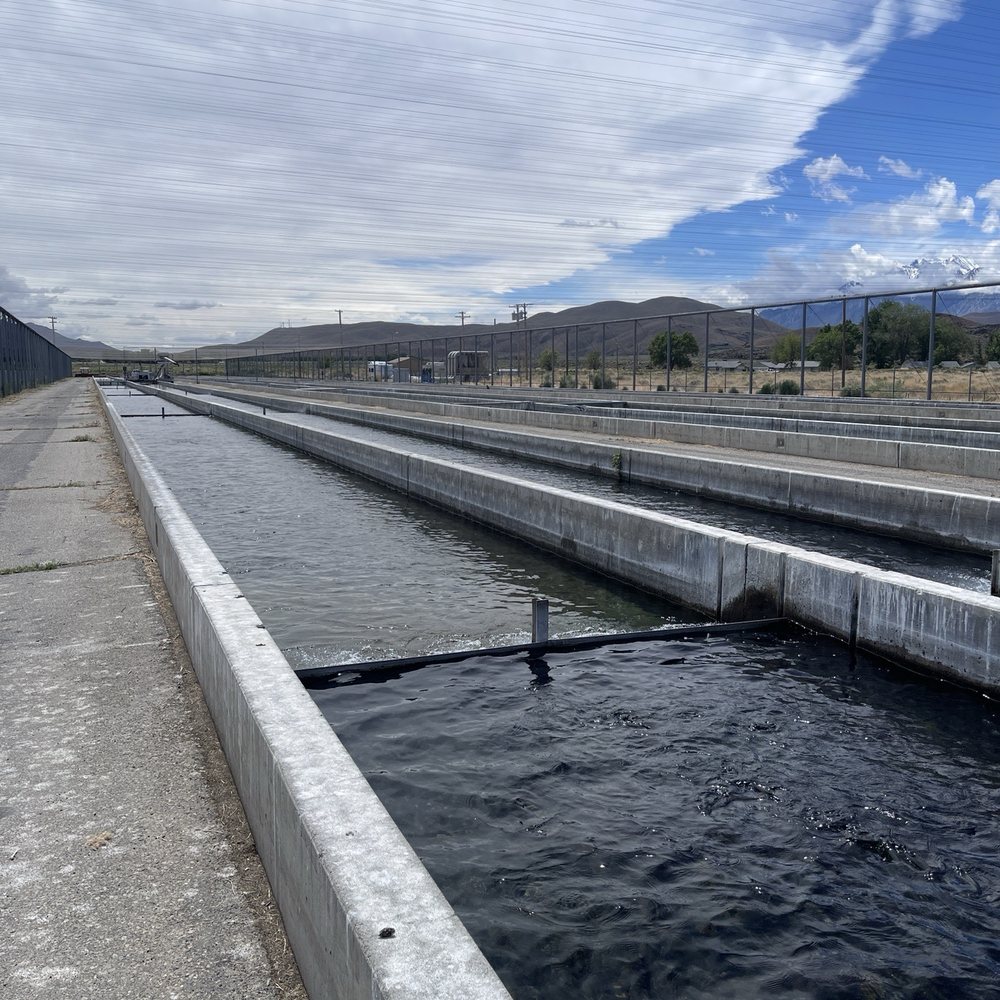 Fish Springs Hatchery - Fishing Near Me - Big Pine, California Fish Springs Hatchery - Fishing Near Me - Big Pine, California