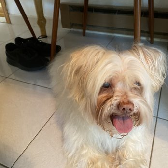 Oh My Dog - Before: quarantine hairball - Pet Groomers Near Me - Kearny, New Jersey