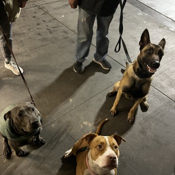 Smart Pits Academy - Pet Training Near Me Smart Pits Academy - Pet Training Near Me