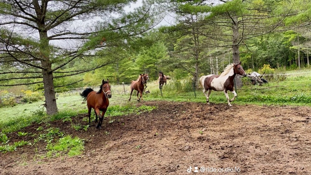 Running Bare Ridge Farm - equestrian in Benson, VT