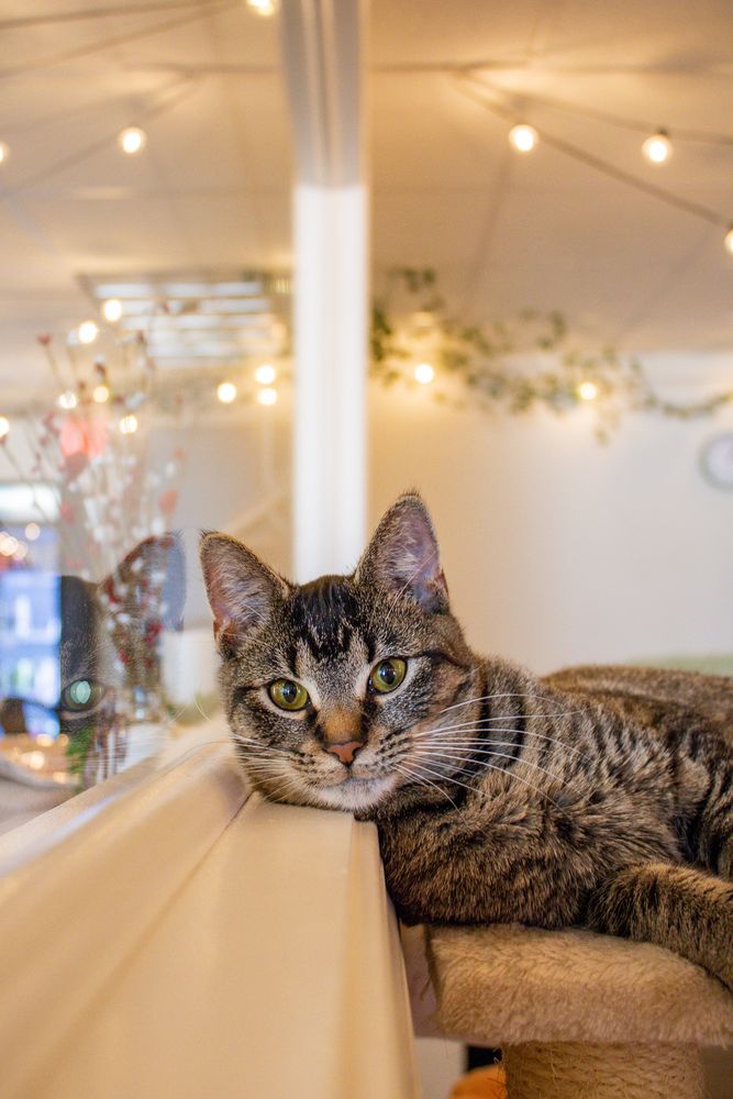 Food from Tabby & Fidos