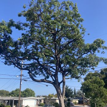 JC's Tree Service - After - Tree Services Near Me JC's Tree Service - After - Tree Services Near Me