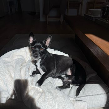 PetSmart - Pet Training Near Me - Mira Loma, California PetSmart - Pet Training Near Me - Mira Loma, California