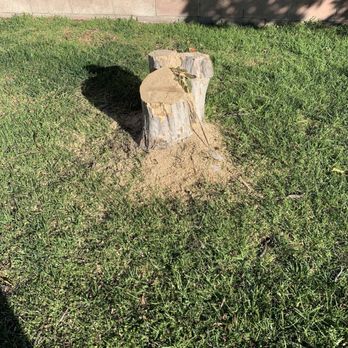 Castillo Tree Service - Before - Tree Services Near Me