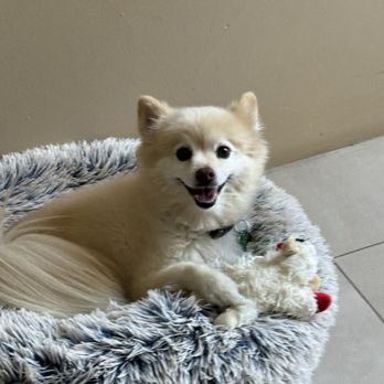 Pack Minded Training - Teddy - Pet Training Near Me Pack Minded Training - Teddy - Pet Training Near Me