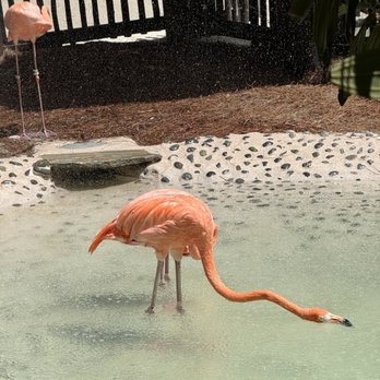 Discovery Cove - Flamingo Point - Amusement Parks Near Me - Orlando, Florida