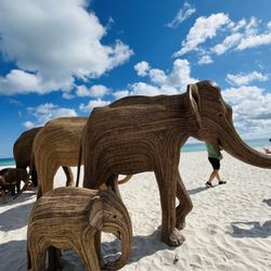 The Great Elephant Migration