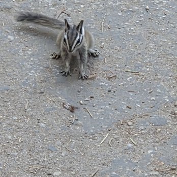 Grant Grove - Chipmunk 07-04-2025 - Hiking Near Me - Badger, California Grant Grove - Chipmunk 07-04-2025 - Hiking Near Me - Badger, California