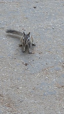 General Grant Tree by null