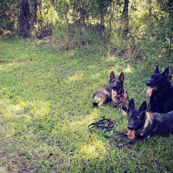 Good Behavior Dog Training - Long down stay on the trail.. - Pet Training Near Me Good Behavior Dog Training - Long down stay on the trail.. - Pet Training Near Me
