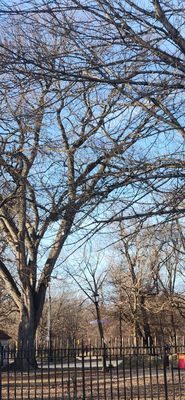 Prospect Park by null