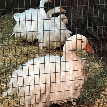 Topsfield Fair - Beautiful Sebastopol Geese from The Black Sea in Russia - Venues & Event Spaces Near Me - Topsfield, Massachusetts Topsfield Fair - Beautiful Sebastopol Geese from The Black Sea in Russia - Venues & Event Spaces Near Me - Topsfield, Massachusetts