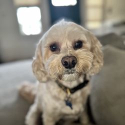 Waggy Grooming Shop