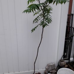 Long Island Natives - Staghorn Sumac!