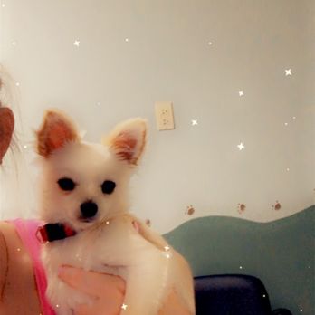 Crossroads Veterinary Services 11 Reviews Veterinarians 704 Two Notch Rd Lexington Sc Phone Number Yelp