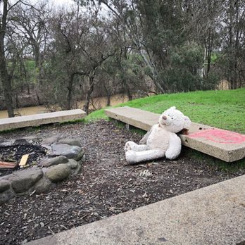 Putah Creek Riparian Reserve - That bear got hammered last night. - Hiking Near Me - Davis, California Putah Creek Riparian Reserve - That bear got hammered last night. - Hiking Near Me - Davis, California
