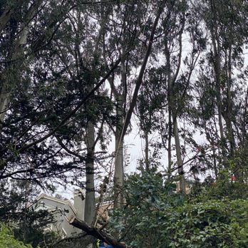 The Urban Arborist - The large sections were cut into smaller sections before sending them down the hill. - Tree Services Near Me - San Francisco, California The Urban Arborist - The large sections were cut into smaller sections before sending them down the hill. - Tree Services Near Me - San Francisco, California