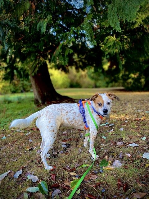 Emerald City Paws - pet boarding facility in Seattle, WA