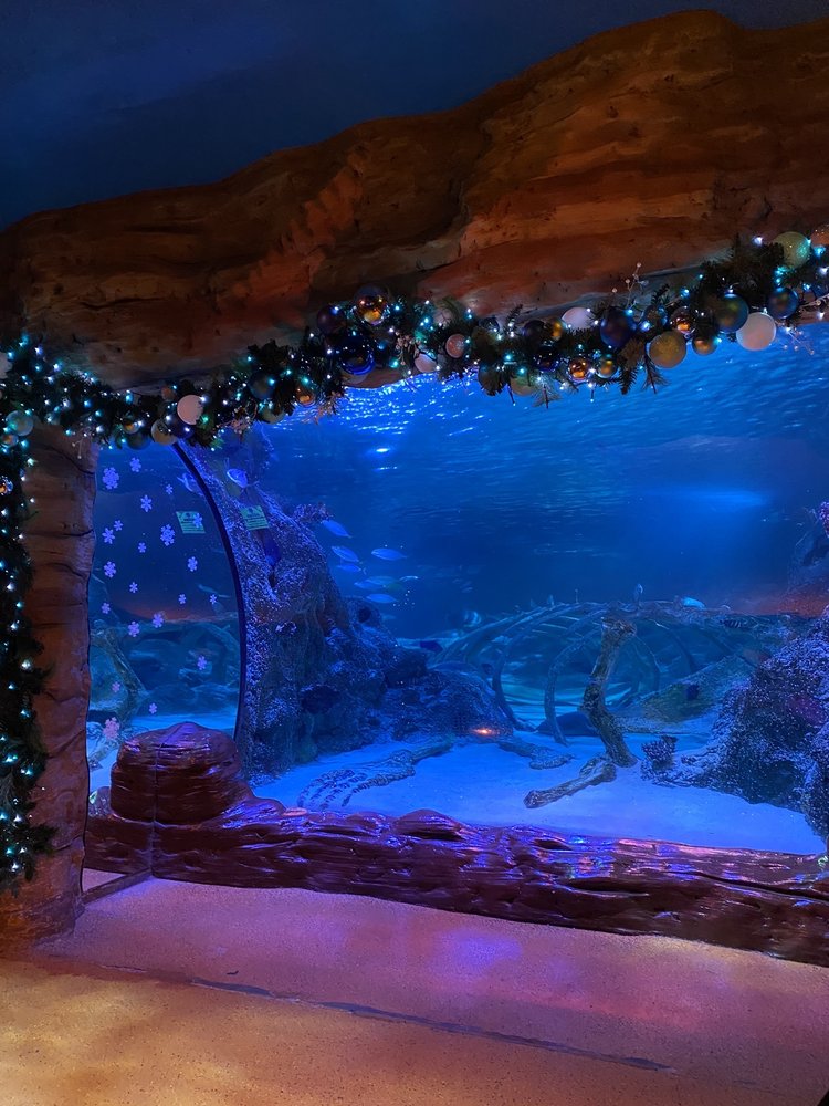 SEA LIFE GRAPEVINE AQUARIUM 400 Photos & 229 Reviews 3000 Grapevine