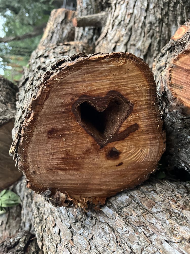 Action Services - tree service in Austin, TX