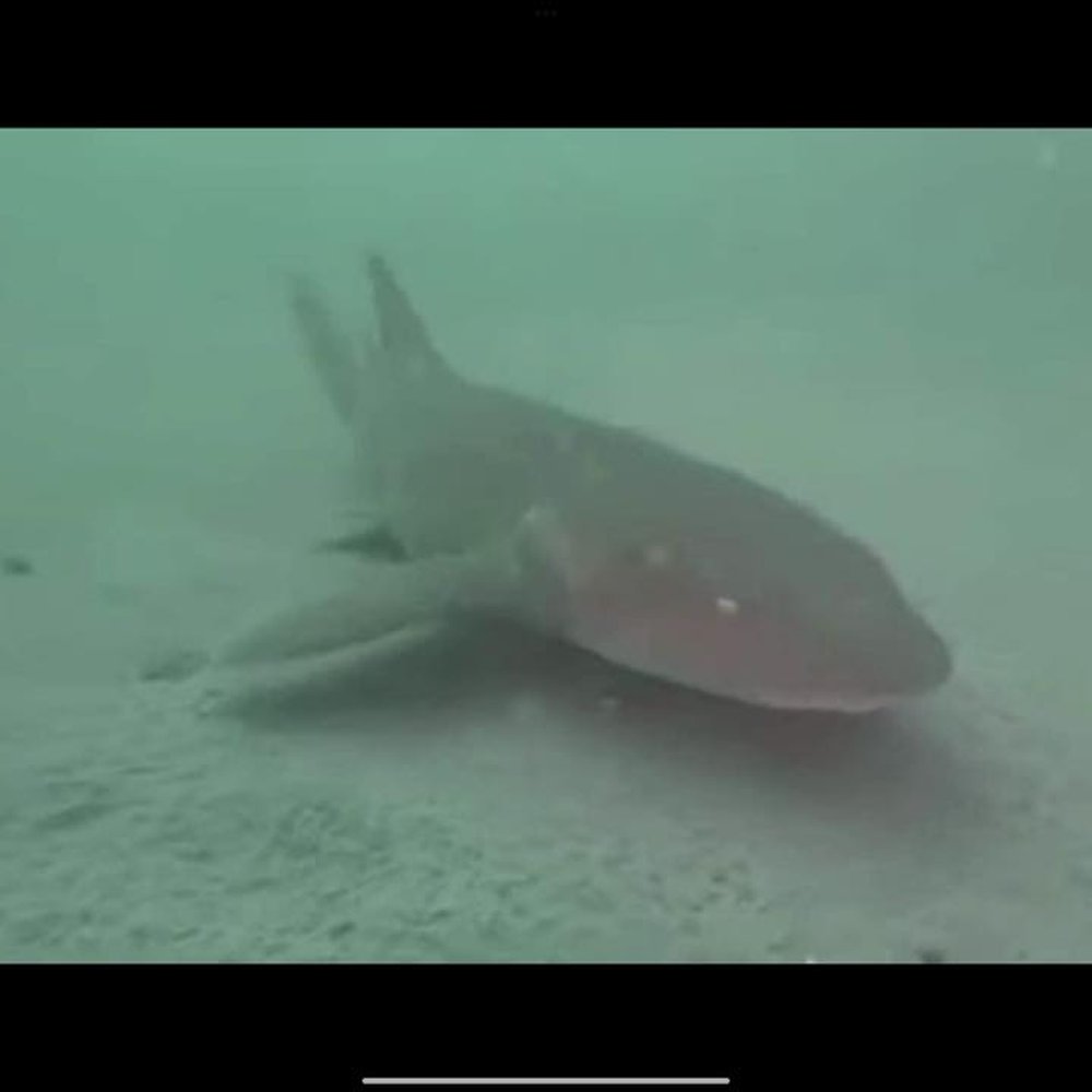 2 Shea Charters - Fishing Near Me - Clearwater, Florida