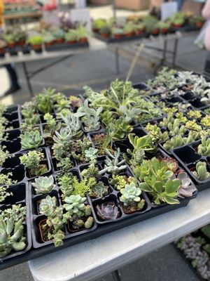 Alemany Farmer's Market by null