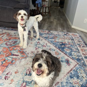 Care Animal Hospital - Veterinarians Near Me - Temecula, California Care Animal Hospital - Veterinarians Near Me - Temecula, California