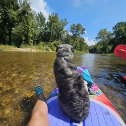 REW Music - Service dog behaving on a river with many other dogs, splashing, kids and people.
