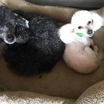 Uncle Scotty's Pet Care - Dog Walkers Near Me