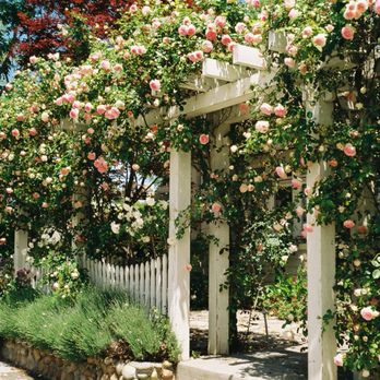 Foto Express - Taken with Fuji film color 200 film And with a Yashica Zoomate 80 - Photography Stores & Services Near Me - San Jose, California Foto Express - Taken with Fuji film color 200 film And with a Yashica Zoomate 80 - Photography Stores & Services Near Me - San Jose, California