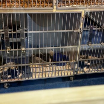 V I Pets - Kittens - Pet Stores Near Me - Holland, Michigan V I Pets - Kittens - Pet Stores Near Me - Holland, Michigan