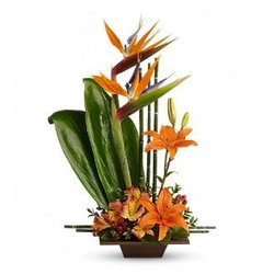 Novack Schafer Florist