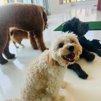 Furbabies Resort and Spa - Pet Groomers Near Me - Scottsdale, Arizona